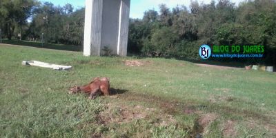 Cristal - cavalos soltos na BR-116 ocasiona a queda de veículo da ponte do Rio Camaquã