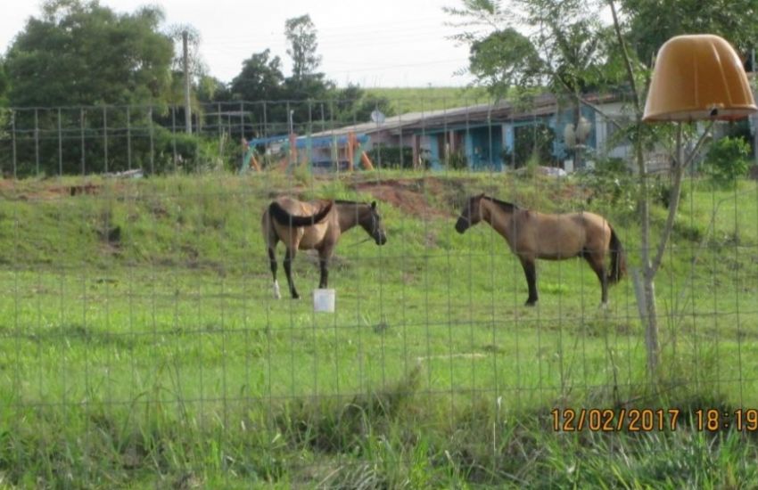 Moradora de Sentinela do Sul reclama de prejuízos causados por cavalos soltos em praça pública  