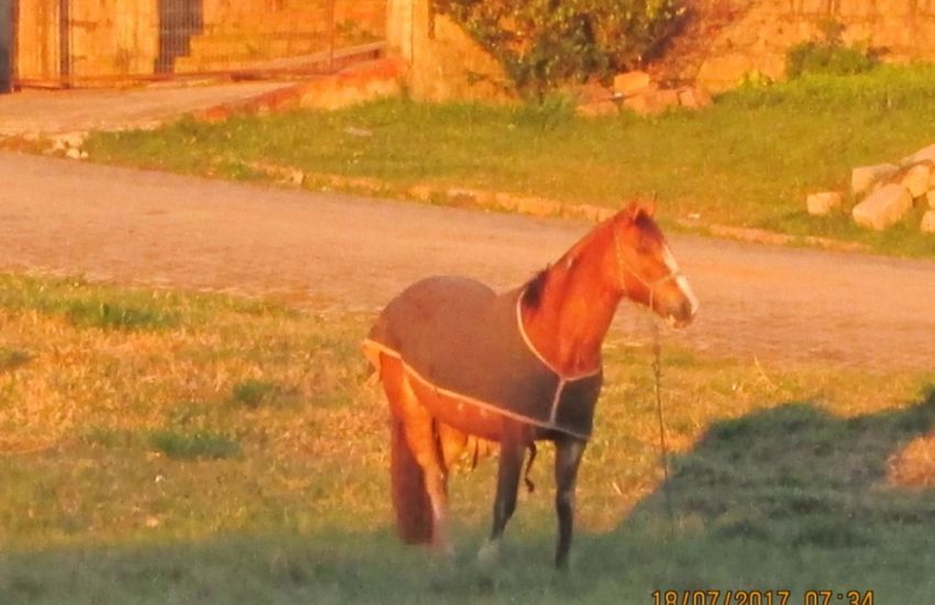 Moradora de Sentinela do Sul reclama de prejuízos causados por cavalos soltos em praça pública  