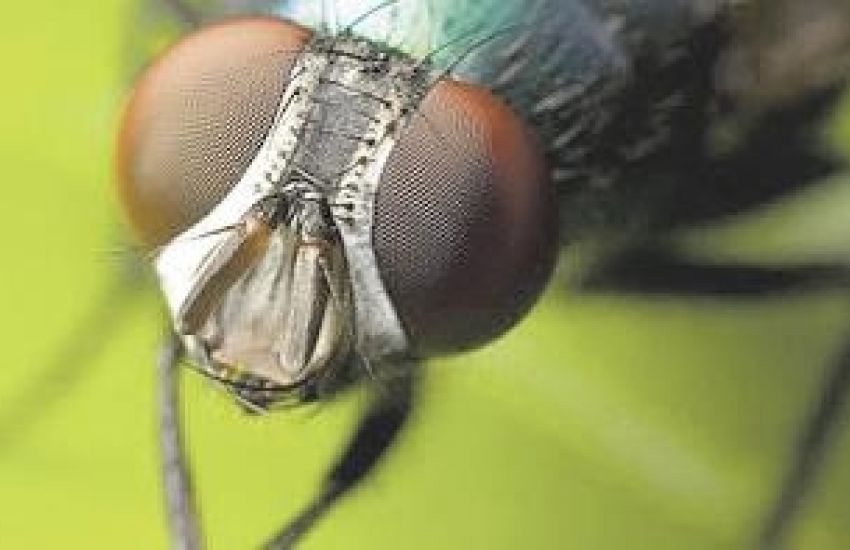 Quais perigos à saúde as moscas oferecem? 