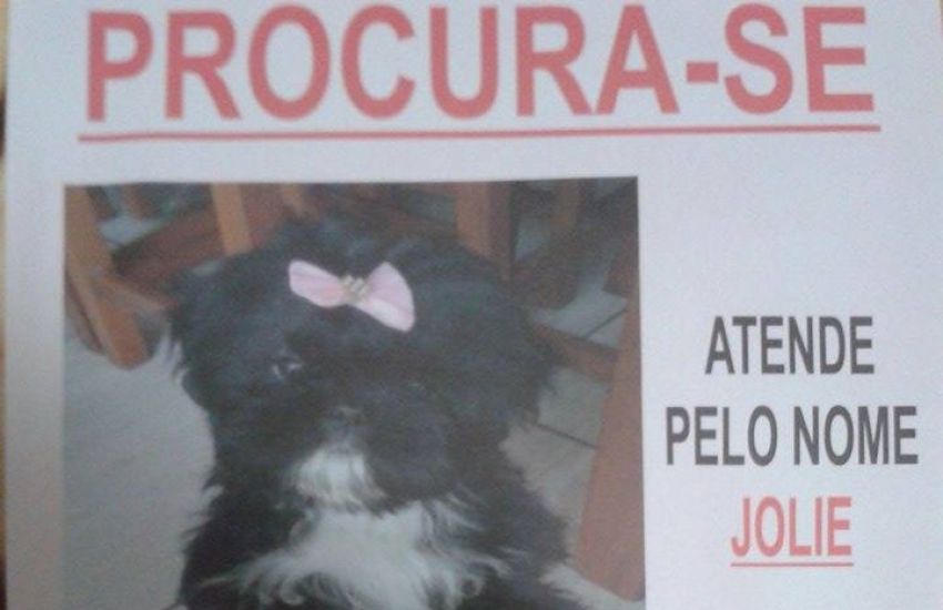 Procura-se por Jolie, cachorrinha desaparecida em Camaquã 