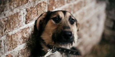 Projeto de Lei proíbe acorrentamento de animais domésticos em Camaquã 