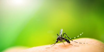Brasil já registrou mais de um milhão de casos de dengue em 2024