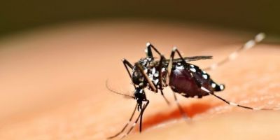Homem de 33 anos morre em decorrência da dengue no Rio Grande do Sul