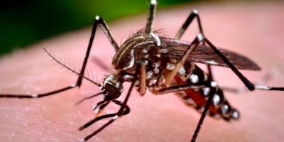 Número de mortes por dengue chega a 20, e RS declara situação de emergência 
