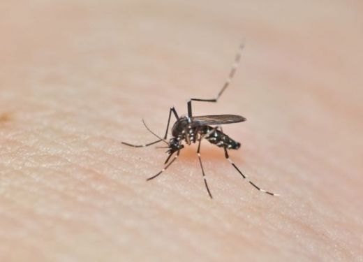 RS deve receber primeiro lote de vacinas contra a dengue nos próximos dias