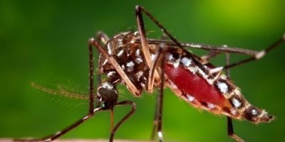 RS registra mais um óbito por dengue, totalizando 53 mortes em 2023