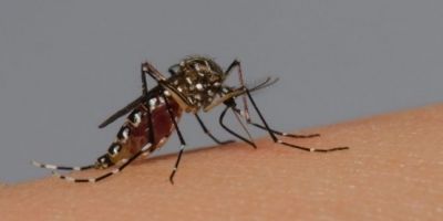 RS confirma mais um óbito por dengue e chega a 54 mortes em 2023