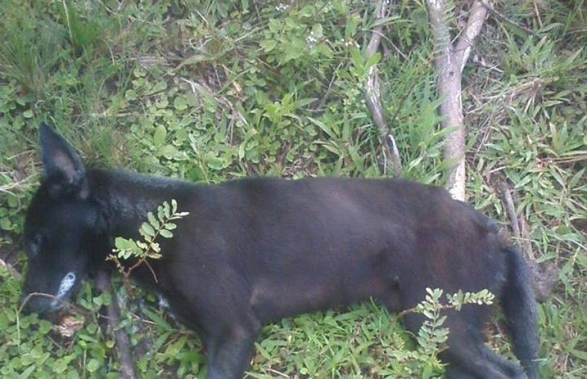 CRUELDADE: cachorros são mortos e jogados fora em Camaquã 