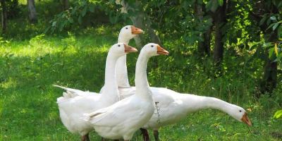 Embarques de carnes de patos e gansos crescem 18,9% em 2023