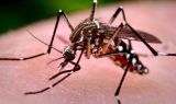 Análise aponta perfil dos óbitos por dengue no RS em 2024